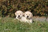 LABRADOR 328